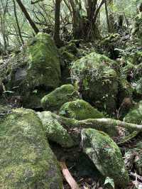 屋久島世界遺産トレッキング