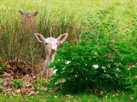 A Spectacular Day at Dunham Massey!