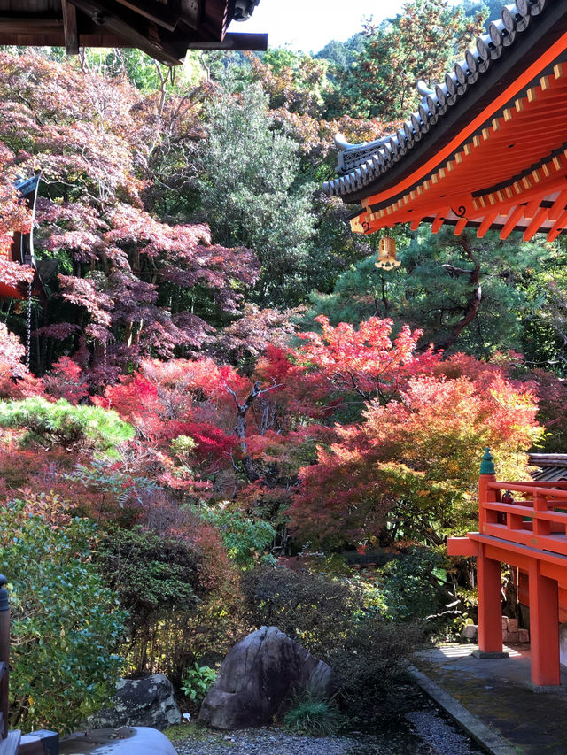 🍁【京都・毘沙門堂】心を奪われる絶景紅葉スポット🍁