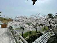 Arashiyama Bamboo Grove – A Serene Escape in Kyoto
