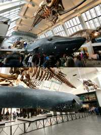 英國自然史博物館🏛人氣恐龍化石，大開眼界（Natural History Museum）
