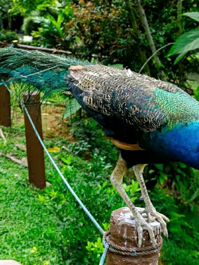 Kuala Lumpur Bird Park – A Tropical Paradise for Feathered Friends