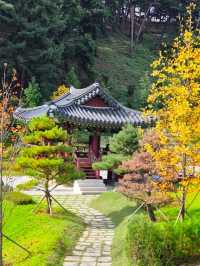 미세먼지차단삼척숲_💚삼척 인의예지림