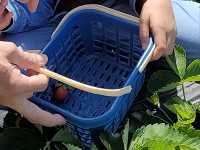 Pick your own strawberries in La Trinidad's Strawberry Farm