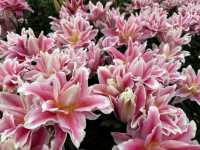 Winter Flower Garden, Betong - A Dreamy Floral Wonderland in Southern Thailand