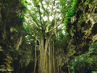 Ancient Cave Valley "Gangala no Tani" in Okinawa Main Island