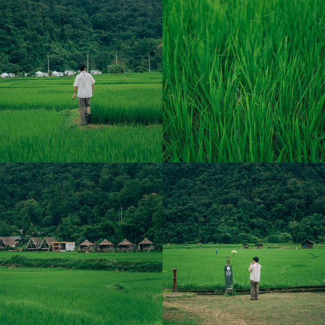 รีสอร์ทท่ามกลางทุ่งนาสีเขียว บรรยากาศดีสุดๆ 🍃🌾