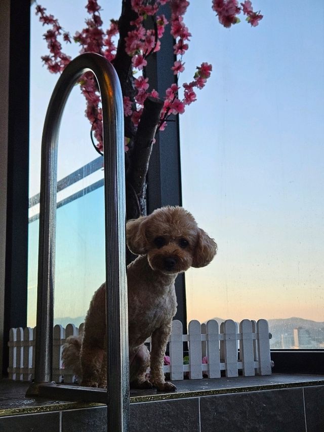 시메르 리조트에서 여유로운 호캉스와 프라이빗 바베큐를 즐겨보세요!