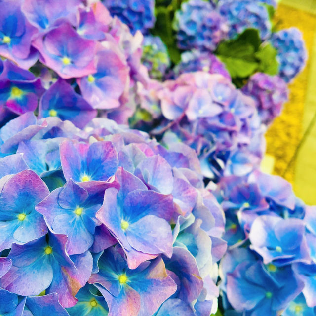 【ヨーロッパ】女子旅❗️夢のお花畑の旅🌼