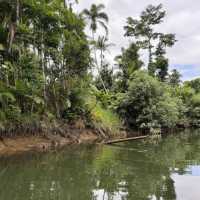 Daintree Rainforest – QLD