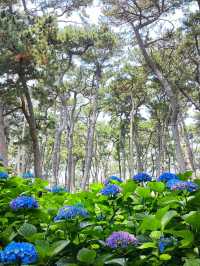 韓國 蔚山 大王岩公園 由釜山乘東海線轉巴士 美不勝收
