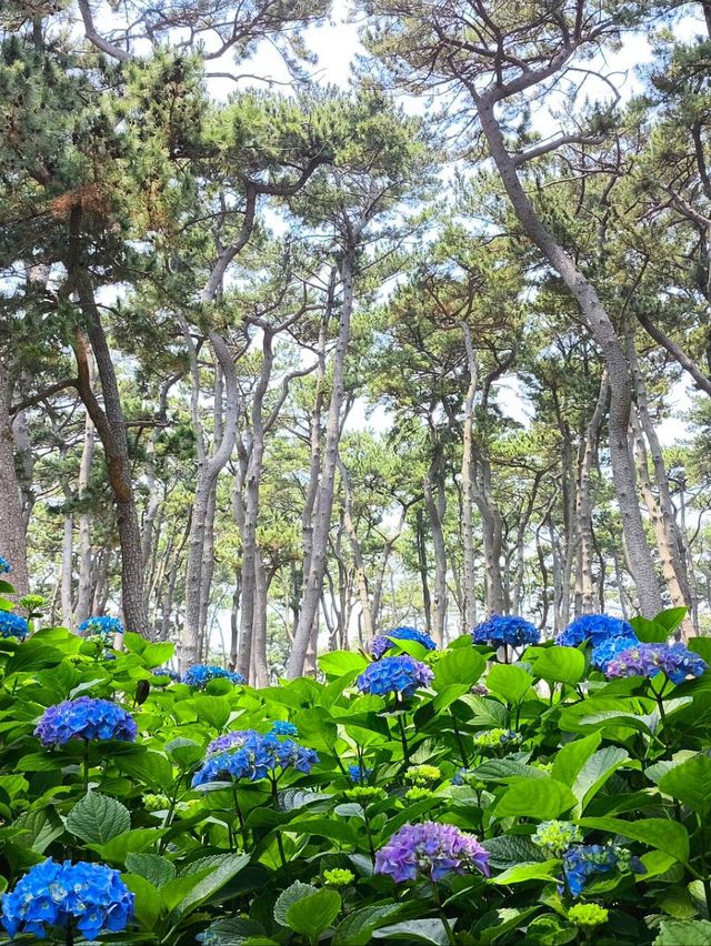 韓國 蔚山 大王岩公園 由釜山乘東海線轉巴士 美不勝收