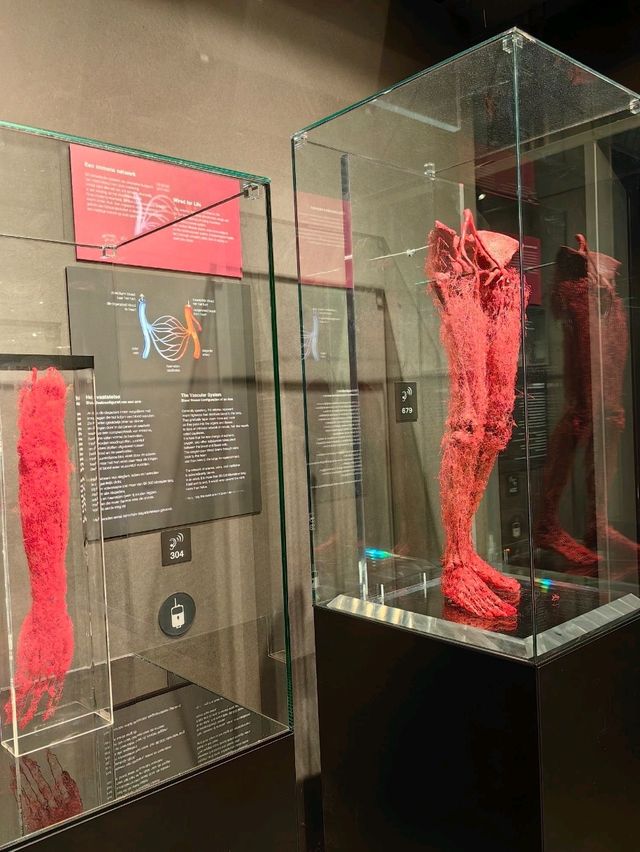 醫科生必去的人體奧妙展@Amsterdam 