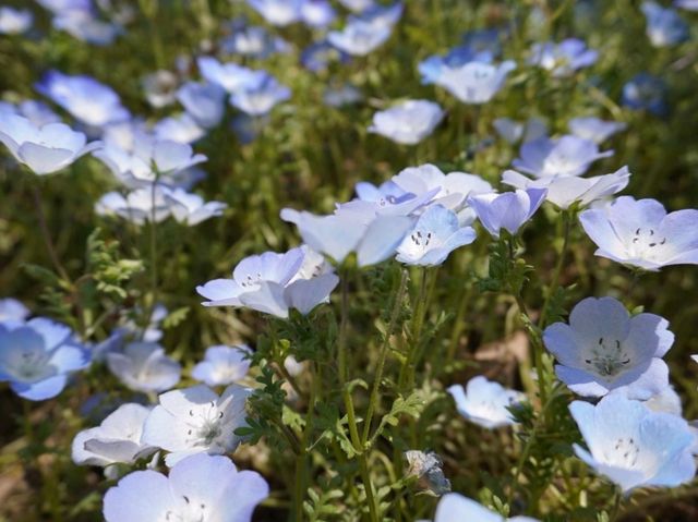 【茨城県】国営ひたち海浜公園　ネモフィラ
