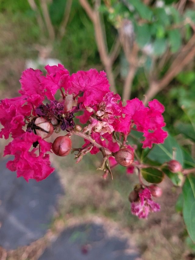 Summer in bloom in Sentosa Central Bazaar