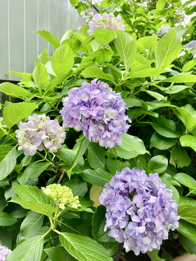 繡球花@多摩川台公園 繡球花@多摩川台公園