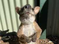 Featherdale Sydney Wildlife Park