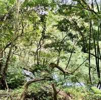 石龜坑山古道巡禮