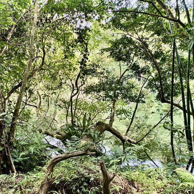 石龜坑山古道巡禮