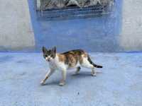 【シャウエン（Chefchaouen）は“猫の国”｜青い迷路でのんびり佇む癒しの相棒たち】