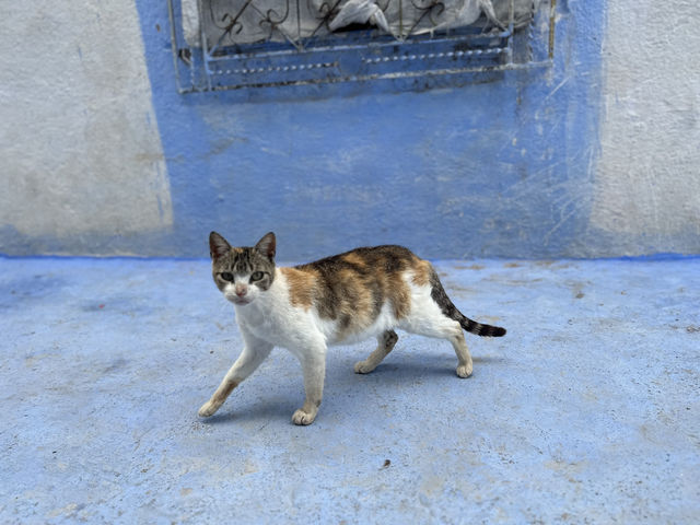 【シャウエン（Chefchaouen）は“猫の国”｜青い迷路でのんびり佇む癒しの相棒たち】