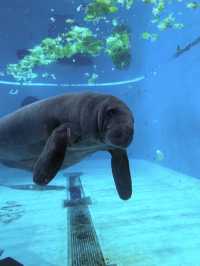 沖繩｜再遠都值得跑一趟 美麗海水族館的黑潮之美