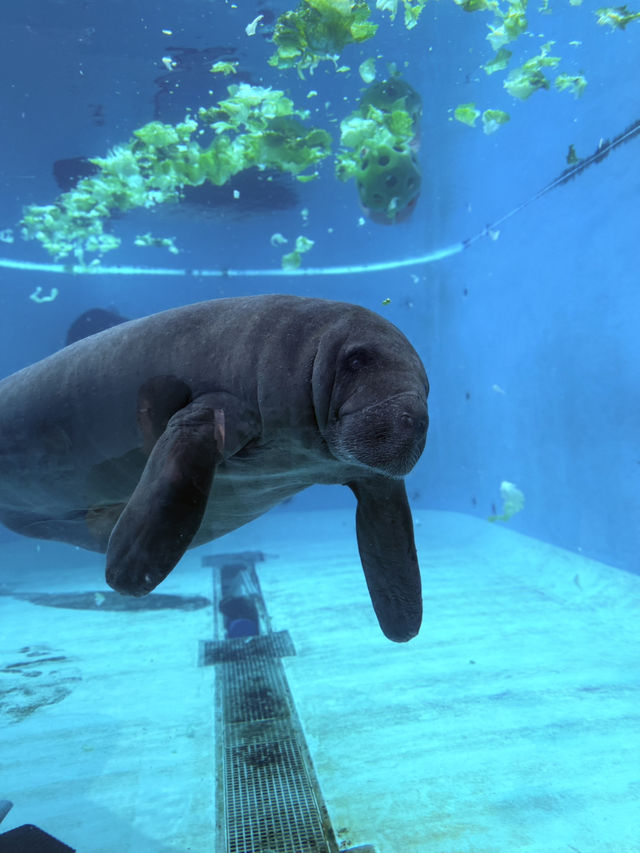 沖繩｜再遠都值得跑一趟 美麗海水族館的黑潮之美