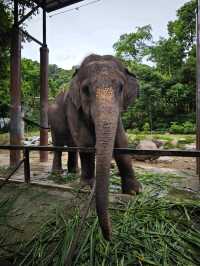 Attractions to visit in Khao Kheow Open Zoo