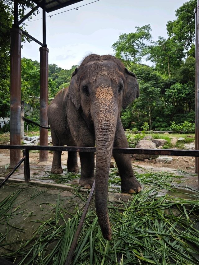 Attractions to visit in Khao Kheow Open Zoo