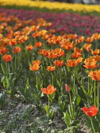Daning Tulip Park