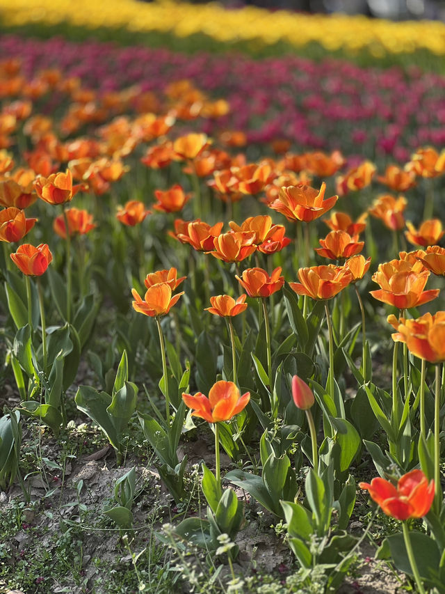 Daning Tulip Park