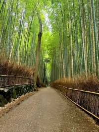 Calm Moments at Arashiyama Bamboo Grove