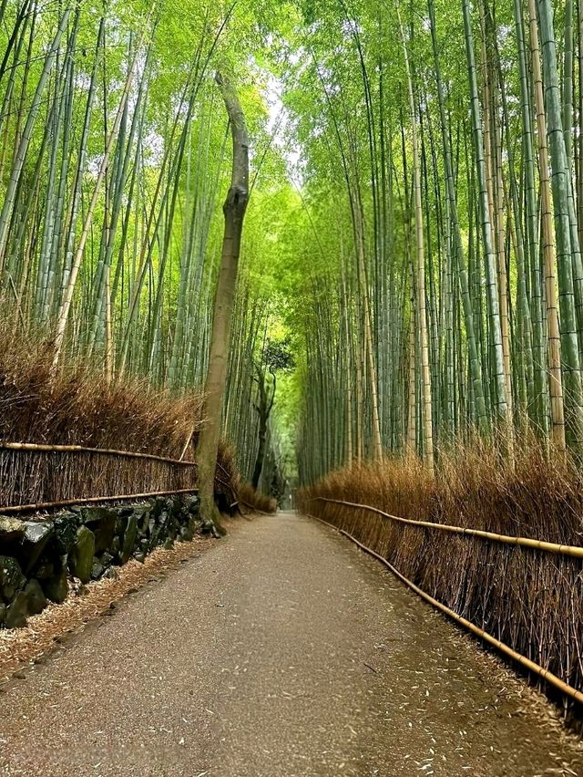 Calm Moments at Arashiyama Bamboo Grove
