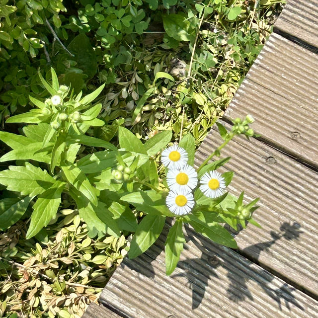 푸릇푸릇한 자연 속에서의 산책, 대전 한밭수목원 🌳