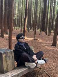 🌲紐西蘭最治癒的森林仙境｜紅木森林步道 Redwoods Forest 拍照打卡全攻略