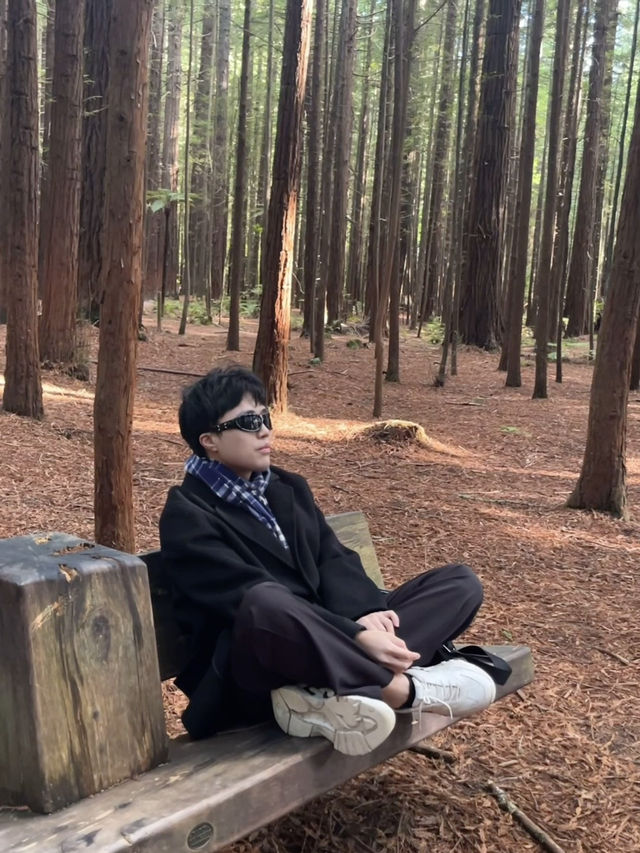 🌲紐西蘭最治癒的森林仙境｜紅木森林步道 Redwoods Forest 拍照打卡全攻略
