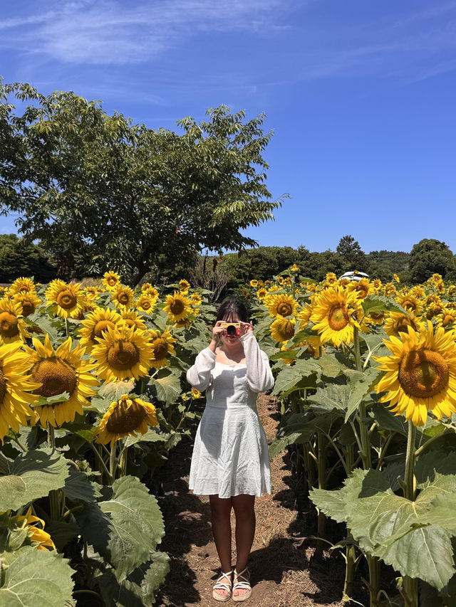 제주에서 해바라기 만날 수 있는 곳-🌻