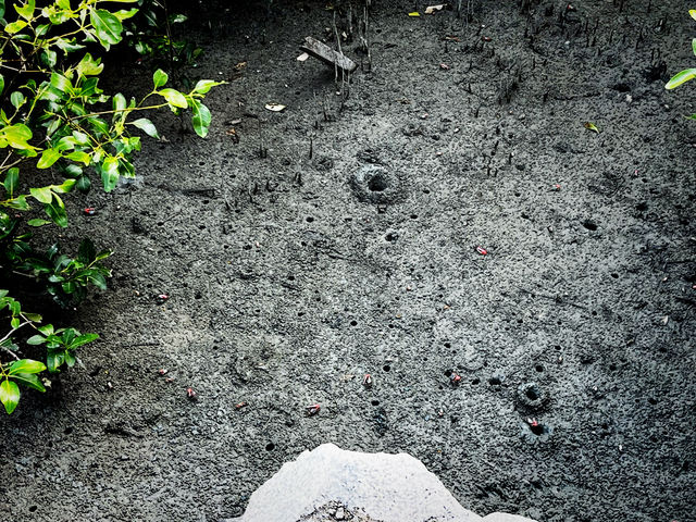 Tua Pek Kong Temple & Mangrove Walk – A Scenic Surprise in Setiawan