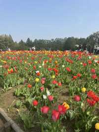 Awesome flower bazaar at rural Japan! 