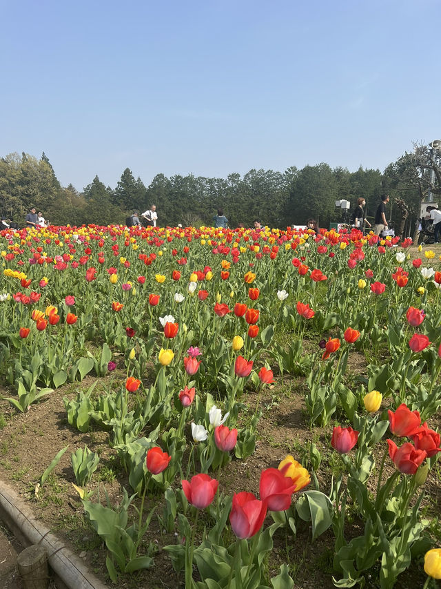 Awesome flower bazaar at rural Japan! 