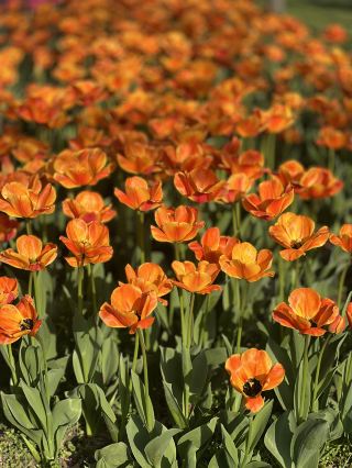 🌸 Spring at Daning Tulip Park