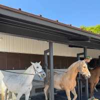 🌄伊香保綠色牧場～馬兒樂園 🐎