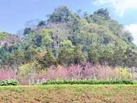 ซากุระเมืองไทย ดอยอ่างขาง เชียงใหม่