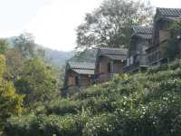 🏚️ : Lung Dech Tea Farm ไร่ชาลุงเดช เที่ยวเชียงให
