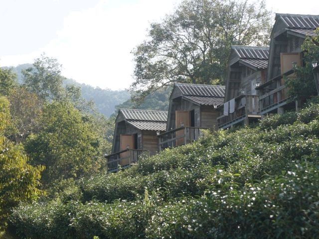 🏚️ : Lung Dech Tea Farm ไร่ชาลุงเดช เที่ยวเชียงให