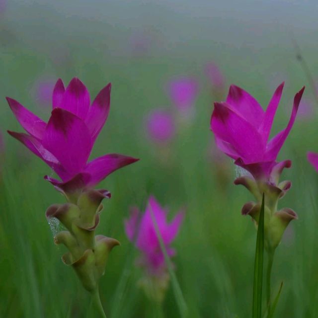 อุทยานแห่งชาติไทรทอง จ.ชัยภูมิ​