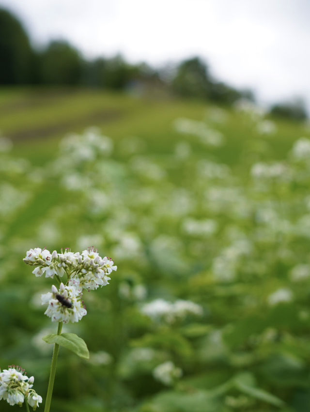 【夏旅×信州2泊3日】  一面の蕎麦の花  青空とのコントラストが絶景