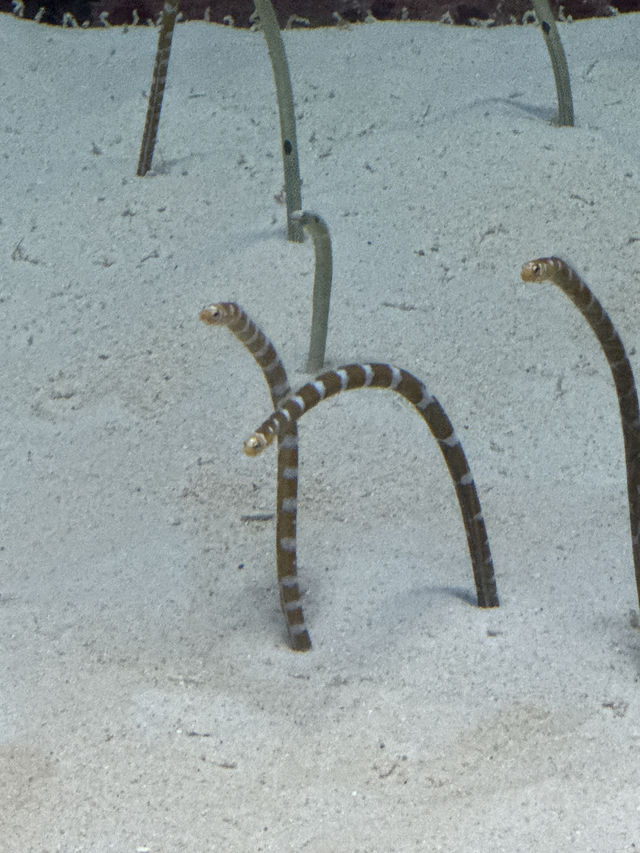 Okinawa Churaumi Aquarium