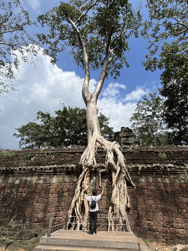 🧝‍♀️ Tomb Raider Vibes at Ta Prohm, Angkor Wat