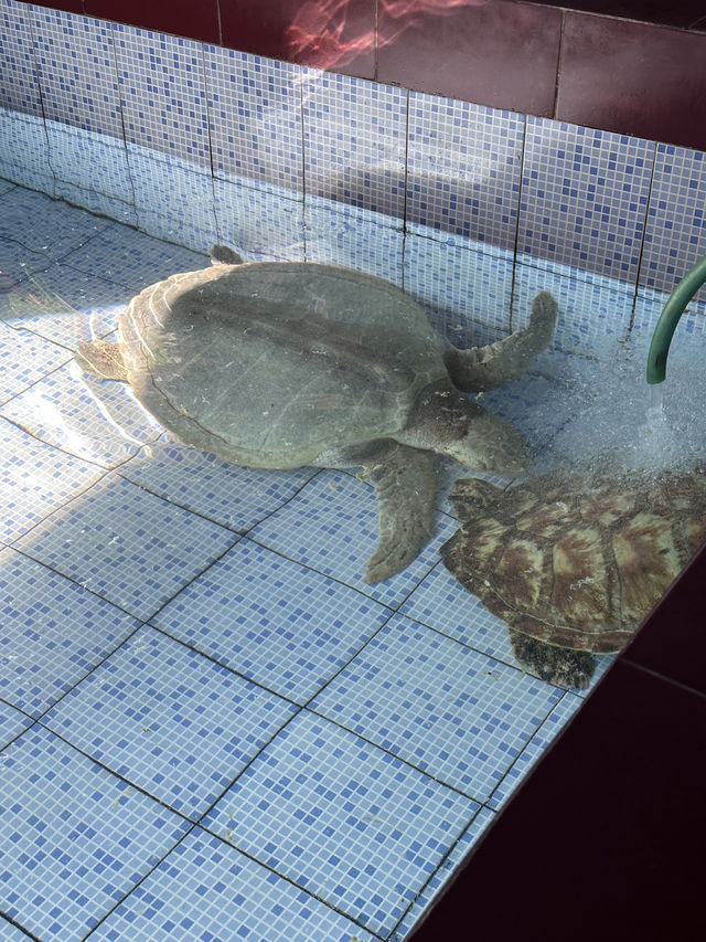 거부기 보호소 🐢